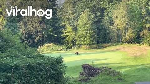 Bear Cub Playing With Golf Course Flag || ViralHog