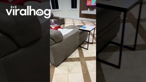 Little Dog Tracks Paint All Over House || ViralHog