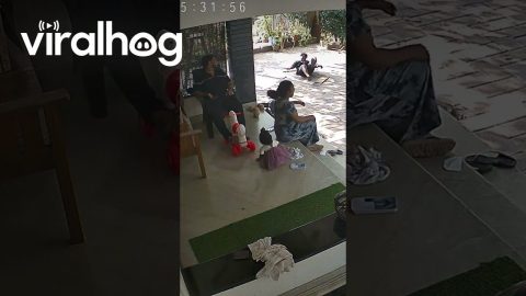Recorded Fall Makes Adult Siblings Laugh || ViralHog