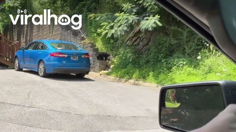 Bear Opens Car Door and Gets In || ViralHog