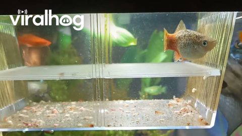 The Little Fish With Big Eyes || ViralHog