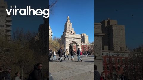 NYC Pigeon Commander || ViralHog