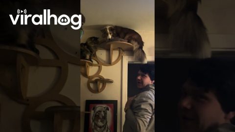 Sheltie Tries New Cat Shelves || ViralHog