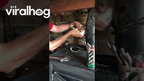 Baby Barn Owl Rescued From Chimney || ViralHog