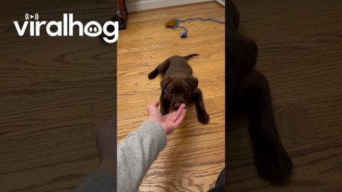 My Puppy's Favorite Treat is Fingers || ViralHog