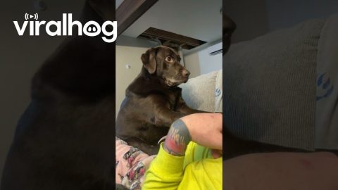 Trust These Paws || ViralHog