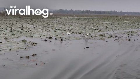 Flock of Egrets Following Ripples of a Boat || ViralHog