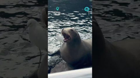 Impatient Seal Screams For Snack || ViralHog Shorts