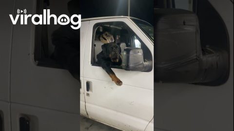 Rottweiler Chilling in Cargo Van || ViralHog