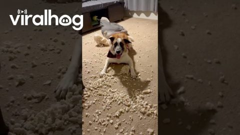Dog Gets Zoomies After Destroying Her Bed || ViralHog