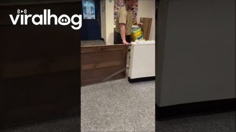 Excited Dogs Reunite With Owner at Austin Daycare || ViralHog