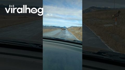 Elk Slip and Slide Across Icy Road || ViralHog