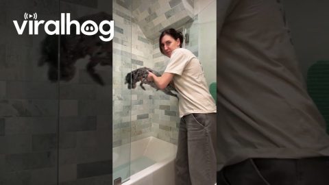 Dog Planks to Avoid Bath || ViralHog
