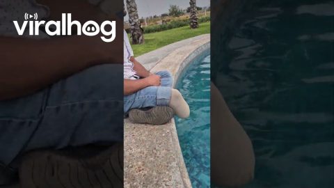 Not Everyone Can Put Their Toes In The Water || ViralHog