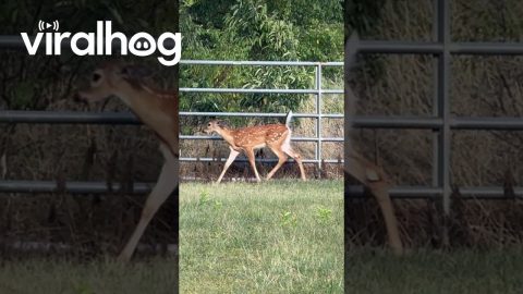 A Fawn With Floppy Ears || ViralHog