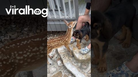 Buttons and Banjos First Meeting || ViralHog