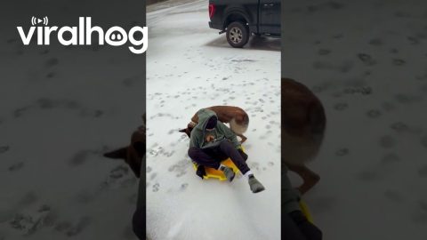 My Son and His Dog-Powered Sled || ViralHog