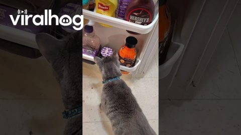 Cat Baps Jam Jars || ViralHog