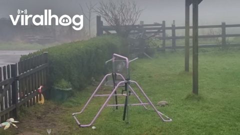 Border Collie Beat Dog-Proofing Hedges || ViralHog