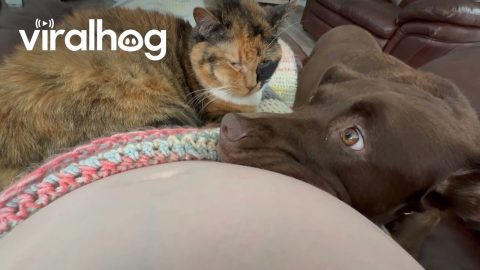 Pets React To Baby Moving In Belly || ViralHog