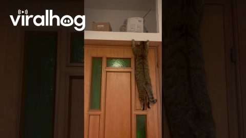 Cat Gets Stuck Climbing Door || ViralHog