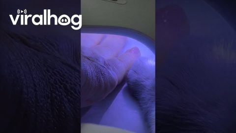 Manicured Cat Needs His Nails Dried || ViralHog
