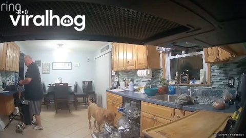 Silly Dog Pulls Dishes Off Dishwasher || ViralHog