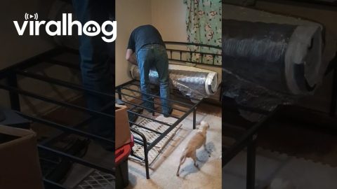 Mattress Unfolds With Force || ViralHog