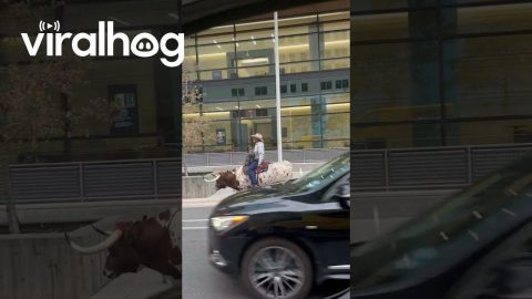 Cowboy Riding a Bull in Downtown Austin || ViralHog