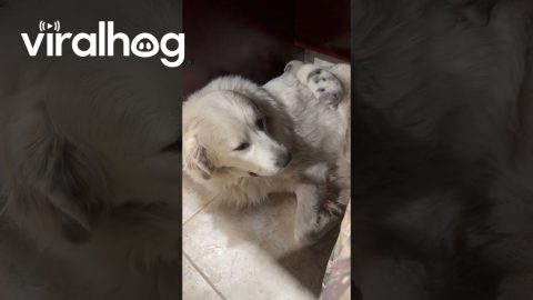 Puppy Puts in Work for a Comfortable Spot to Sleep || ViralHog