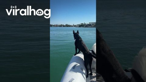 More Dogs and Dolphins in Miami || ViralHog
