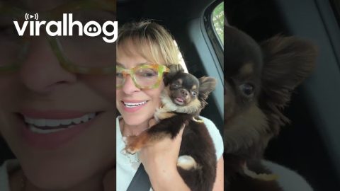Chihuahua Needs a Car Seat || ViralHog