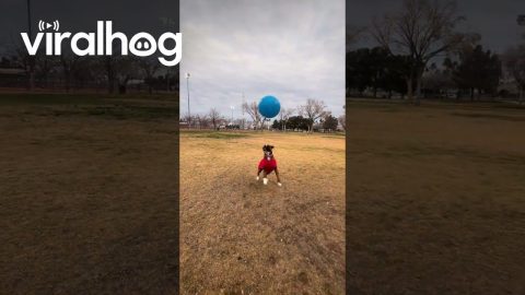 Boxer Bouncing Ball Knows No Gravity || ViralHog