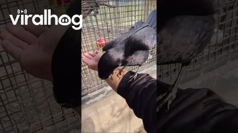 Crow Doesn't Want to Sit Next to Other Bird || ViralHog