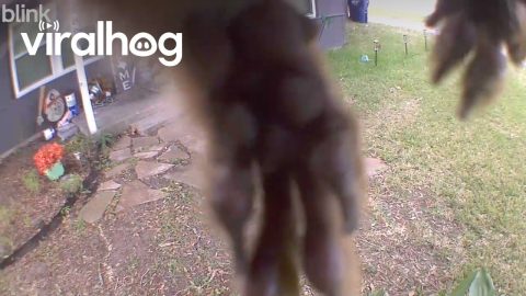 Squirrel Feet Block Camera Feed || ViralHog