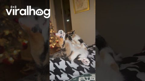 Calico Cat Shows Off Her Toe Beans || ViralHog