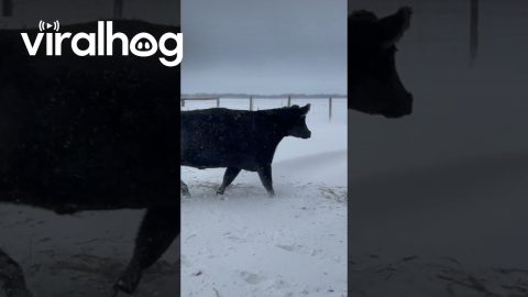 Baby Cow Bulldozes Himself Into Snow Pile || ViralHog