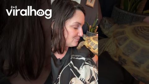Tortoise Kisses Owner’s Nose || ViralHog