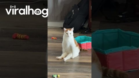 Handsome Cat Sitting Like a Human || ViralHog