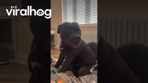 Sassy Staffy Demands Belly Scratches || ViralHog