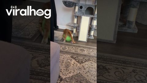 Orange Kitty Plays With Big Tennis Ball || ViralHog