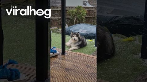 Pet Dog Enjoys Heavy Snowfall in Thurso, Scotland || ViralHog