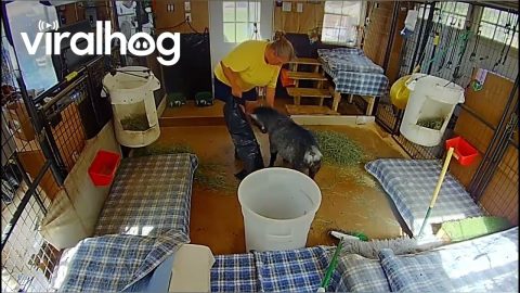 Pigmy Goat Gets Rowdy || ViralHog
