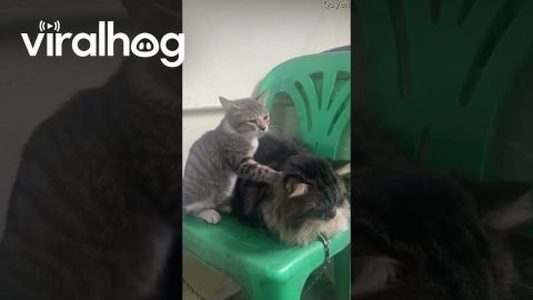 Kitten Makes Biscuit On Older Cat || ViralHog