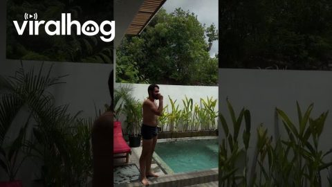 Monkey Creates a Chaos With Tourists in Bali || ViralHog
