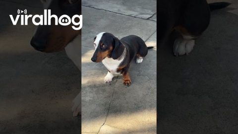 Vicco the Dachshund With Heterochromia || ViralHog