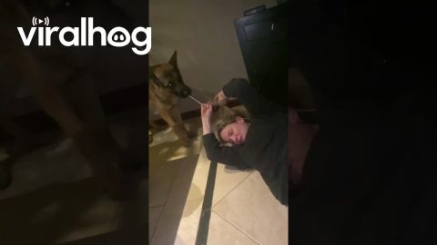 Dog Really Wants Mom's Hair Tie || ViralHog