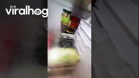 Glass Jars Hilariously Hang Without Fridge Shelf || ViralHog