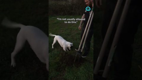 Happy Dog Helps Dad Dig Holes || ViralHog Shorts