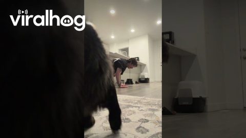 Cat Thinks He's in Trouble || ViralHog